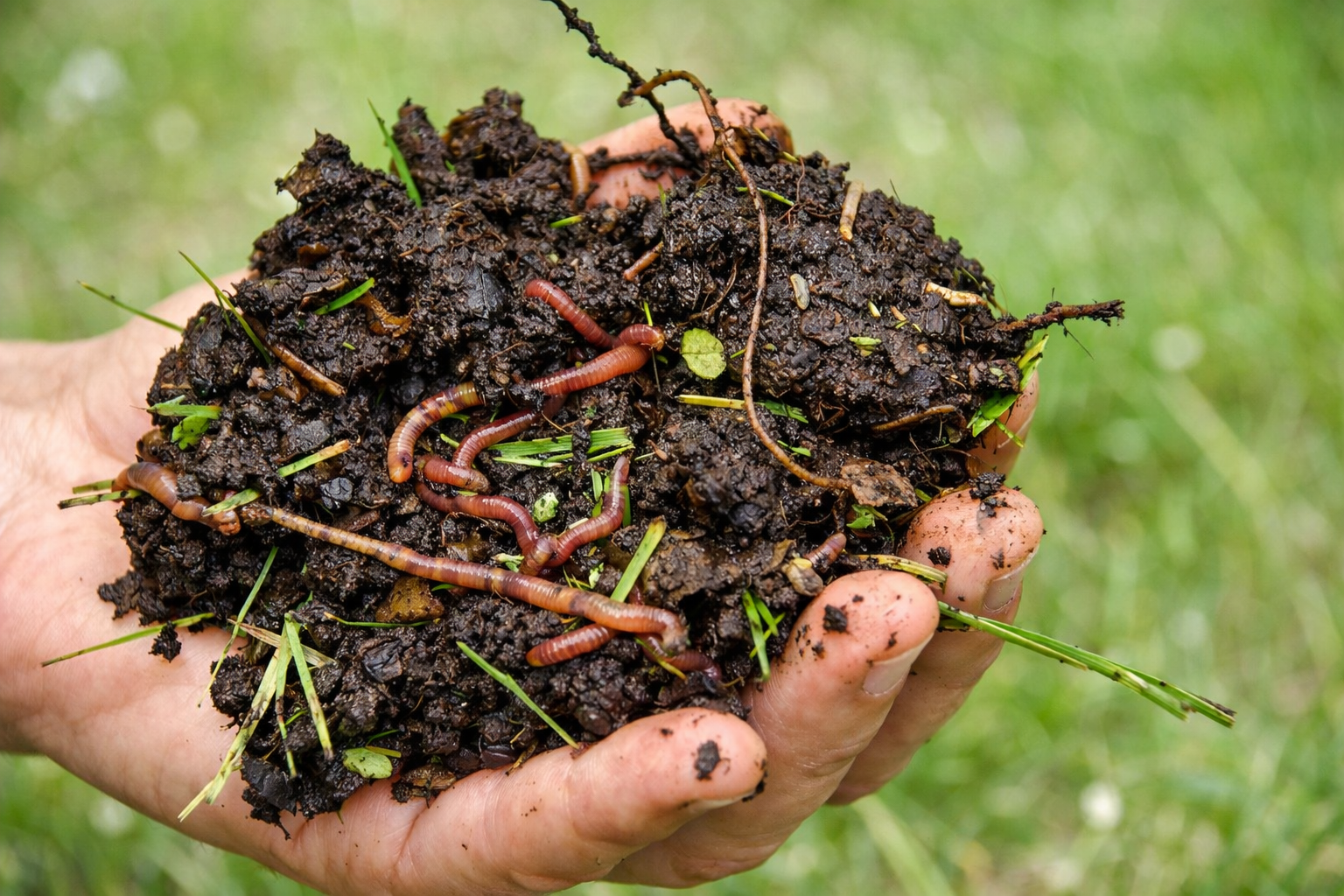 Дендробена №2 - 0,5 кг