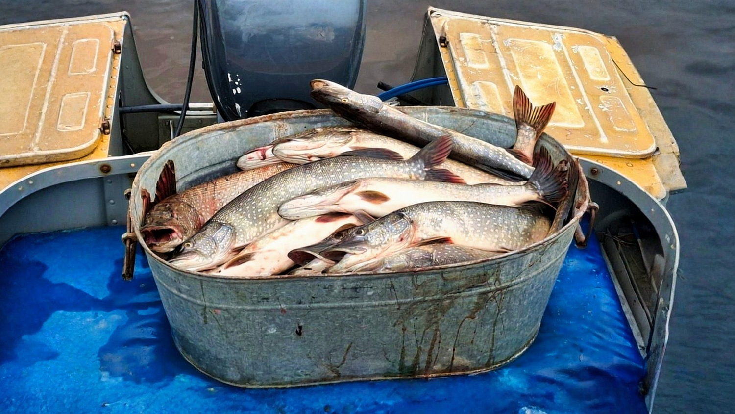 Ловля рыбы